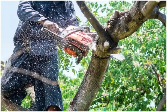 tree services Barneveld
